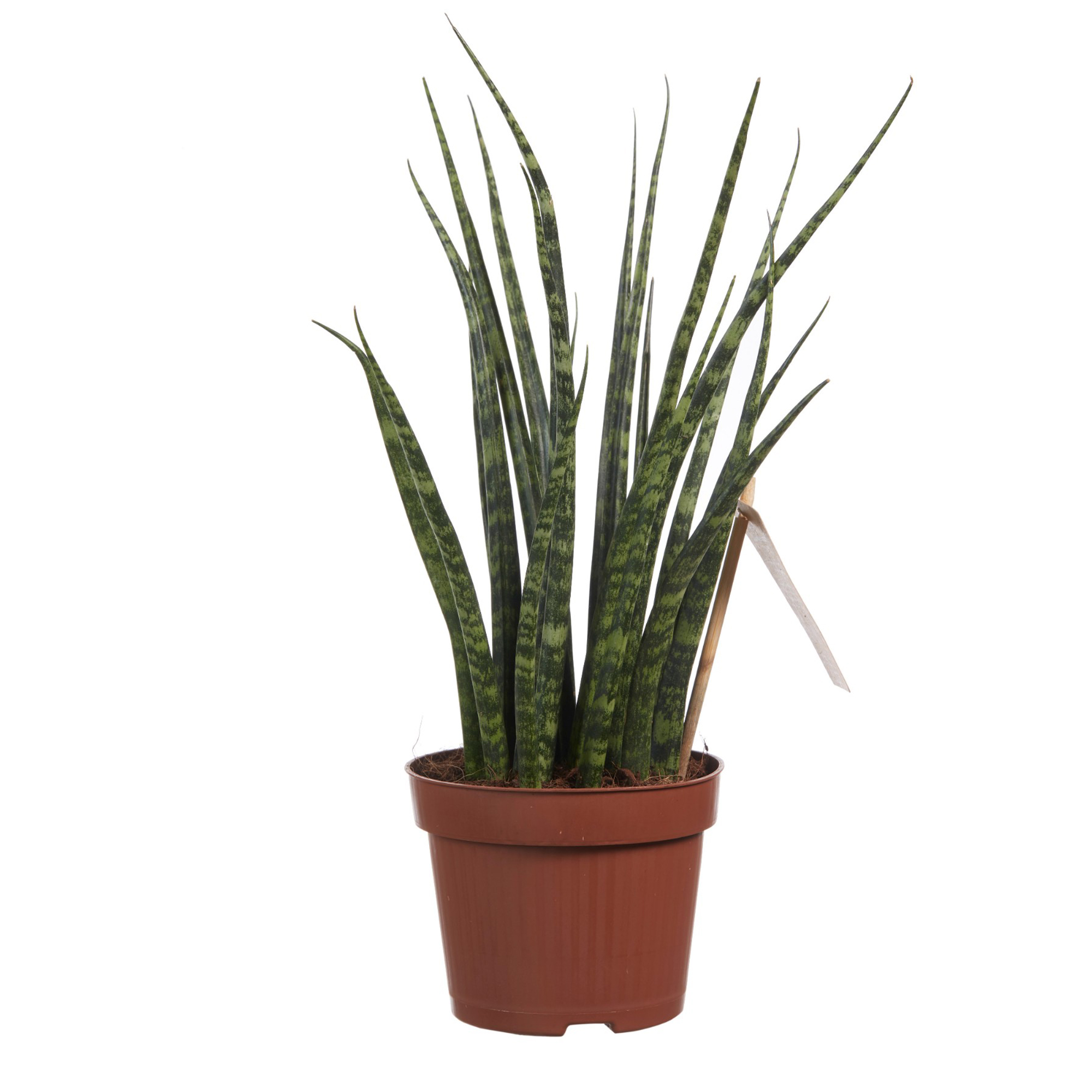 Dagaanbieding - Sanseveria Fernwood Mikado Vrouwentong dagelijkse koopjes